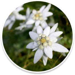 Albaspine (Hawthorn Extract)