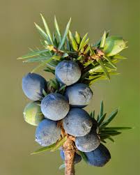 Conifer Berry (Juniper Berry)