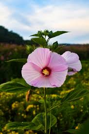 Mallow Flower (Hibiscus)