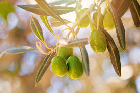 Elaion Tree Leaf Extract (Olive Leaf)