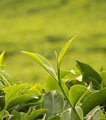 Camellia Sinensis (Green Tea Extract)